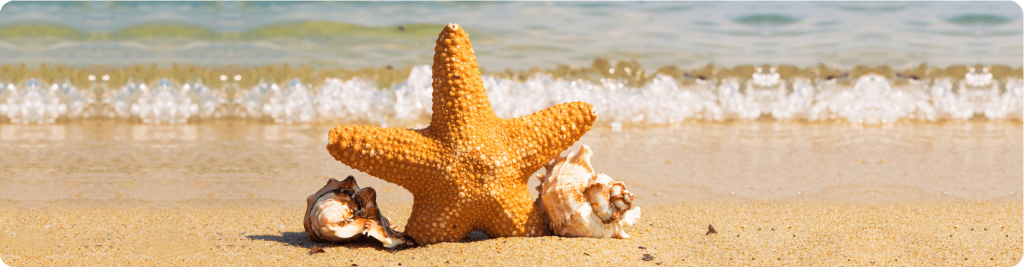 starfish and shells on a beach